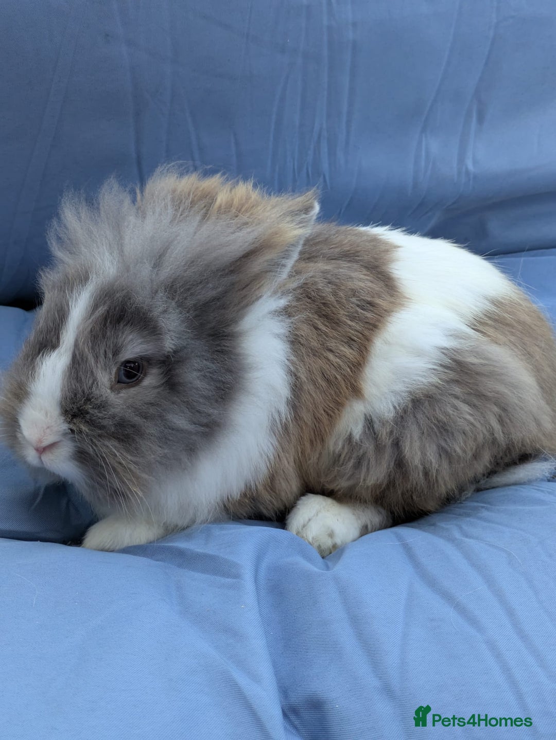 Lionhead rabbits for sale: Double main  lionhead bunnies  - Image 7