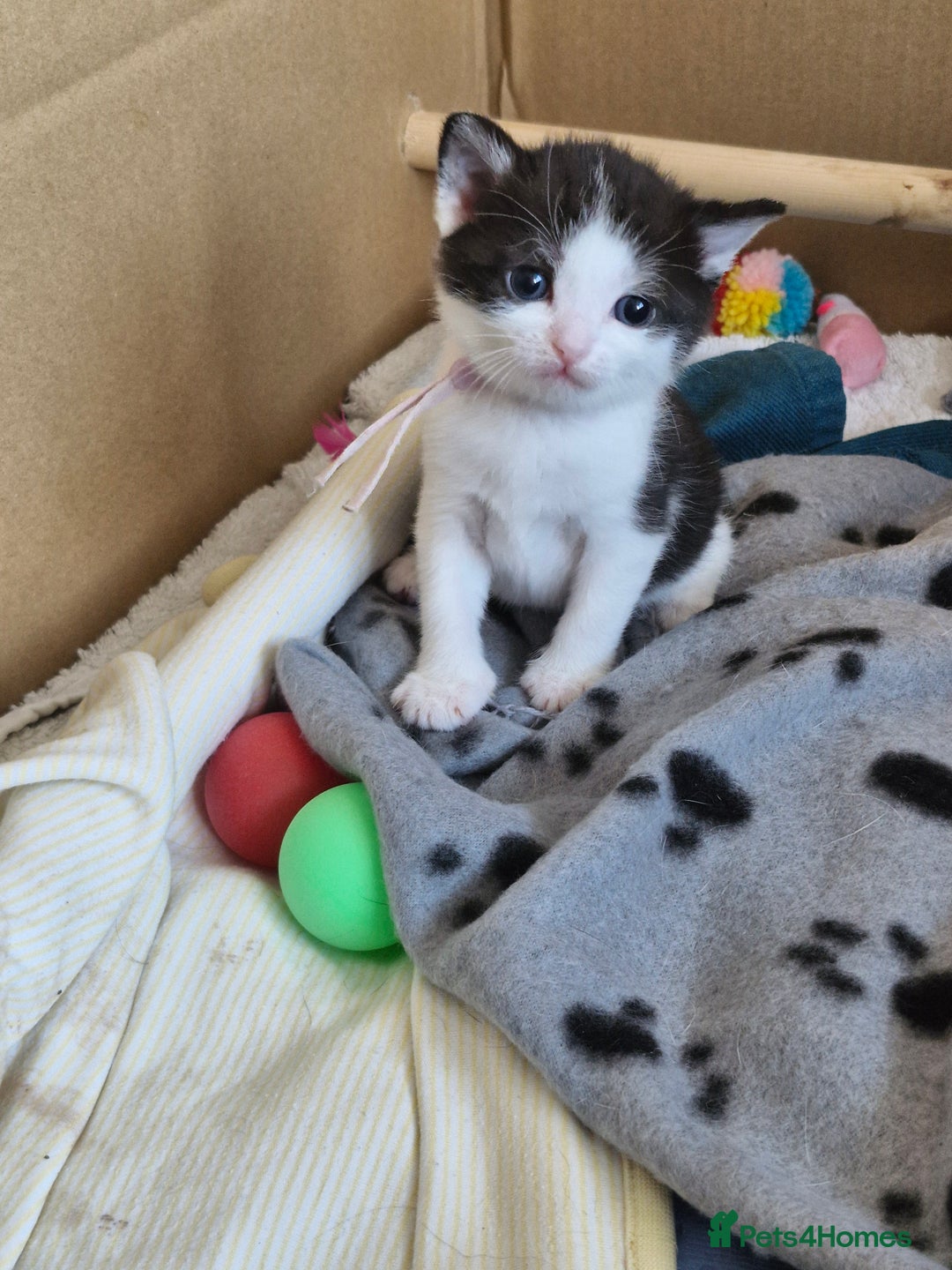 British Shorthair cats for sale: British Shorthair Mix Kittens  - Image 22