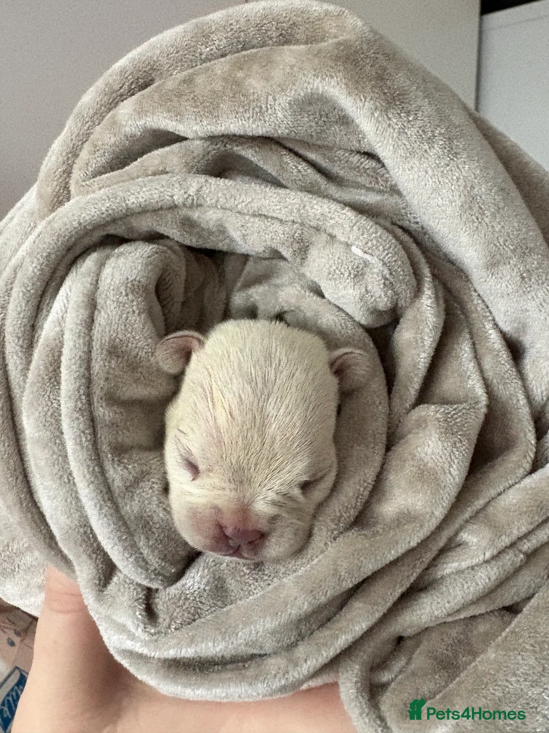 French Bulldog dogs for sale: Kc registered French bulldog puppies - Advert 3