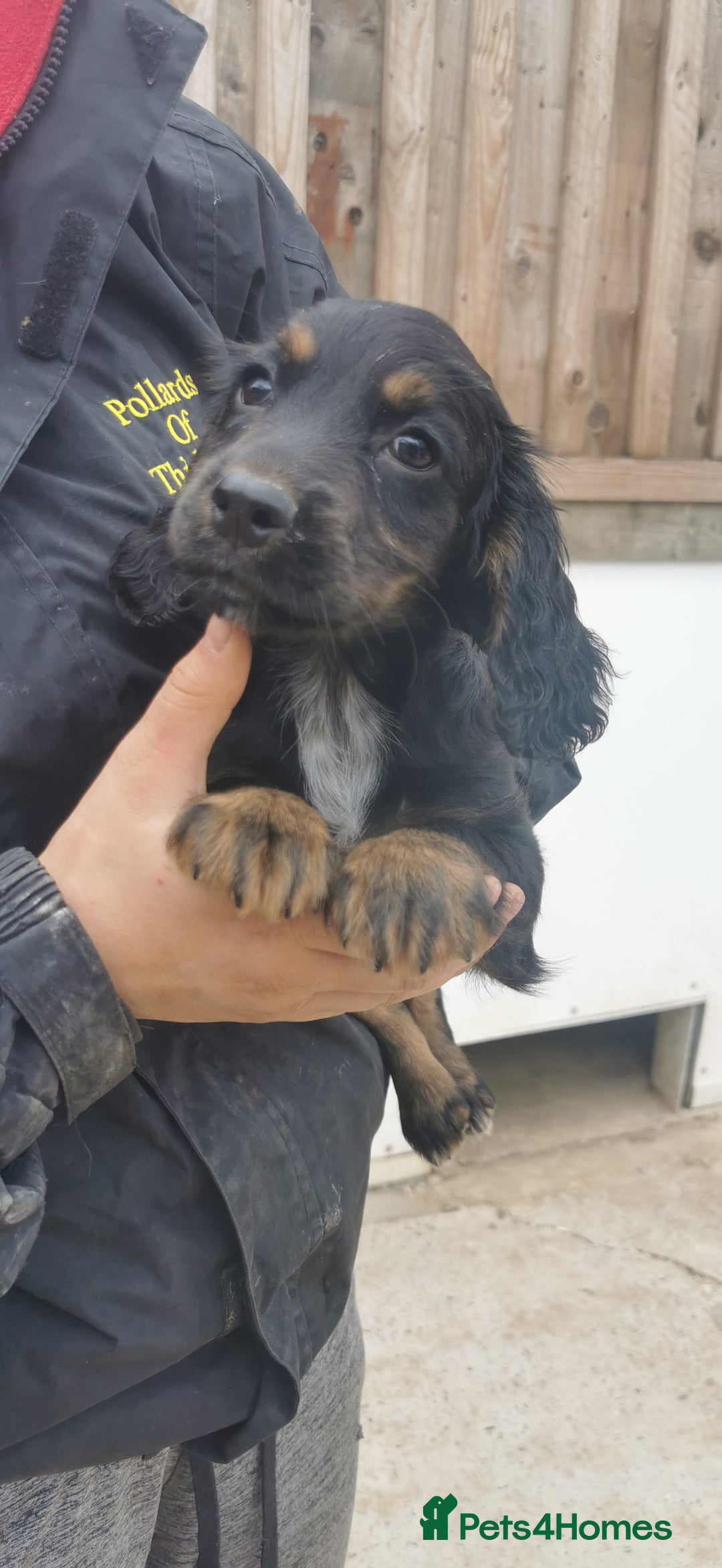 Cocker Spaniel dogs for sale: beautiful tri coloured working cocker spaniels  - Image 10