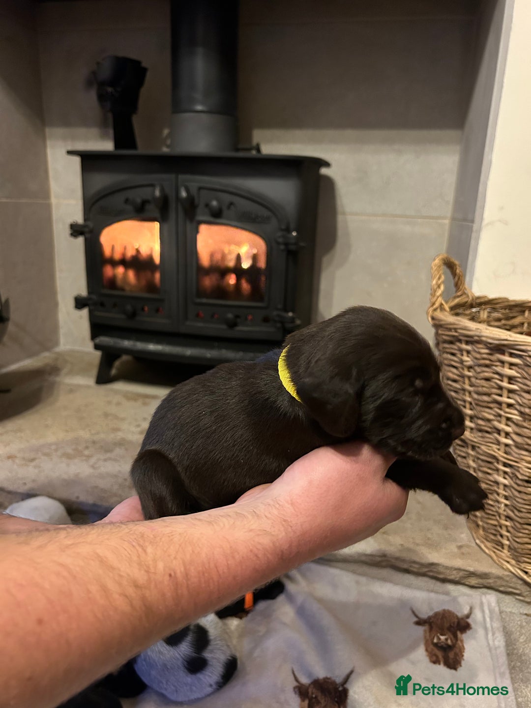 Mixed Breed dogs for sale: German wirehaired pointer x German wirehaired/Lab - Image 19