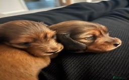 Miniature Dachshund dogs for sale: Family owned miniature longhaired dachshunds - Image 13