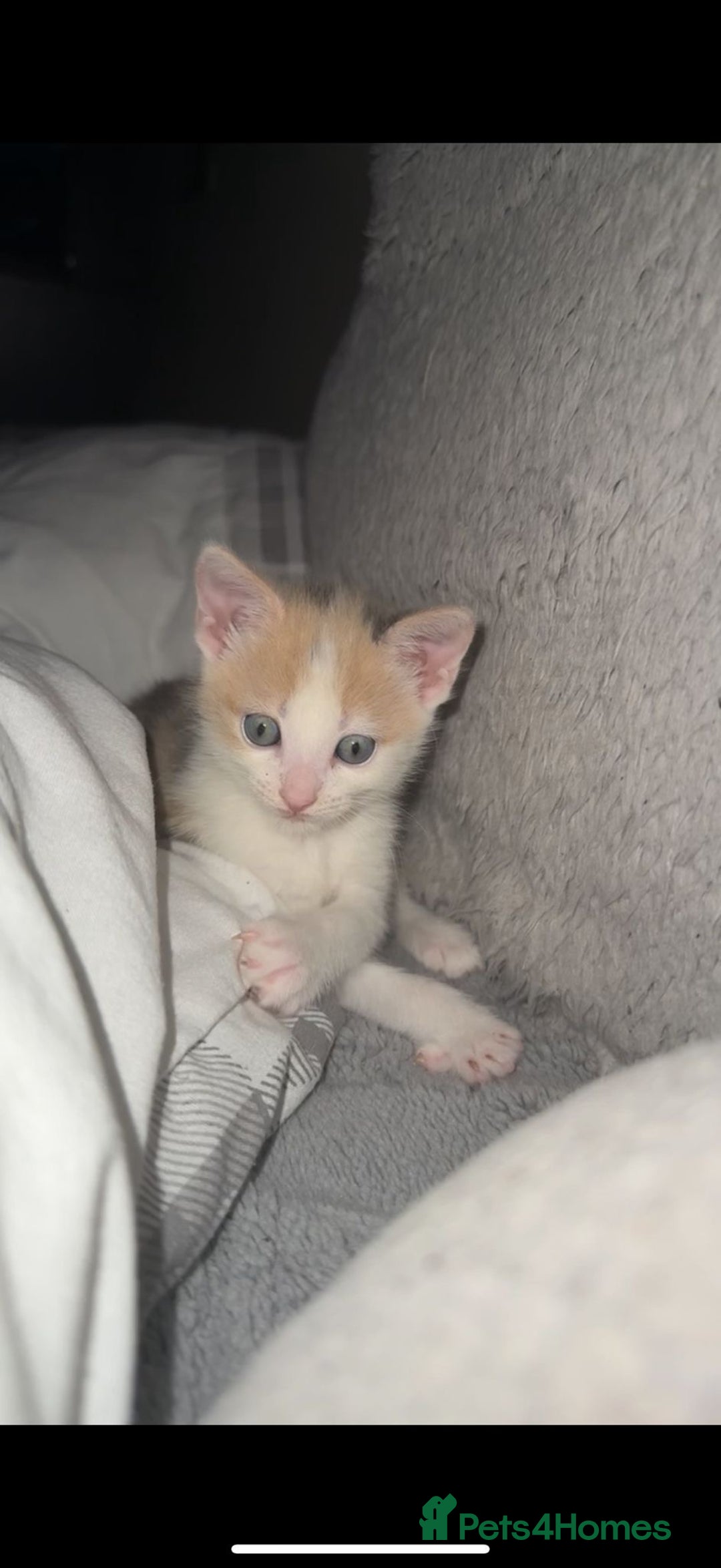 Mixed Breed cats for sale: Kittens for sale - Advert 8