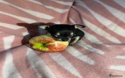 Chihuahua dogs for sale: 2 chihuahua girl puppies  - Advert 7