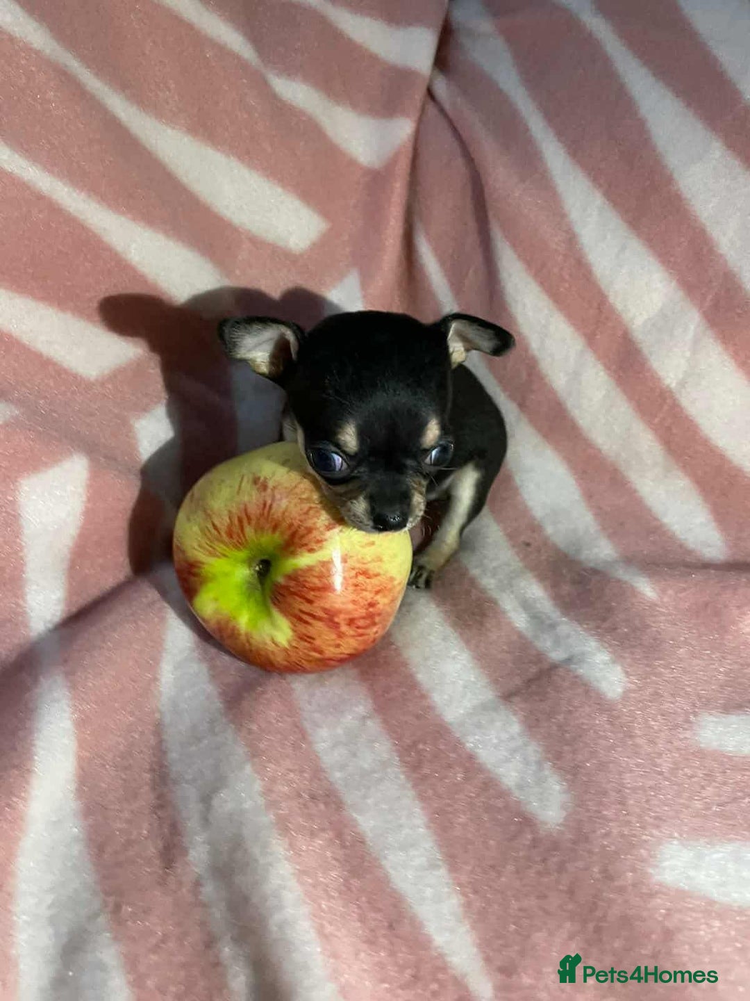 Chihuahua dogs for sale: 2 chihuahua girl puppies  - Advert 7