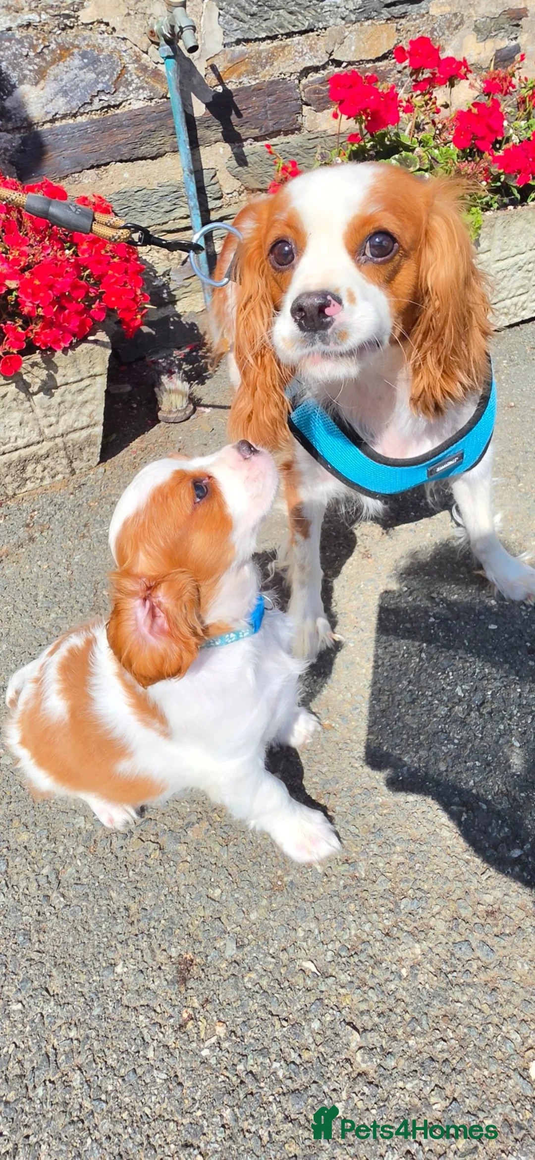 King Charles Spaniel dogs for sale: Beautiful Single Female King Charles Spaniel - Advert 1