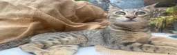 Savannah cats for sale: FULL PEDIGREE SAVANNAH girl KITTEN F5 SBT - Advert 4
