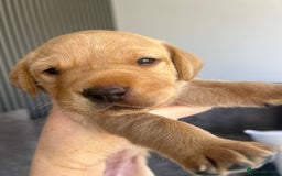 Labrador Retriever dogs for sale: Beautiful Labrador Puppies  - Image 29