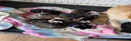 Mixed Breed dogs for sale: Labradoodle × Siberian Husky Puppies - Advert 12