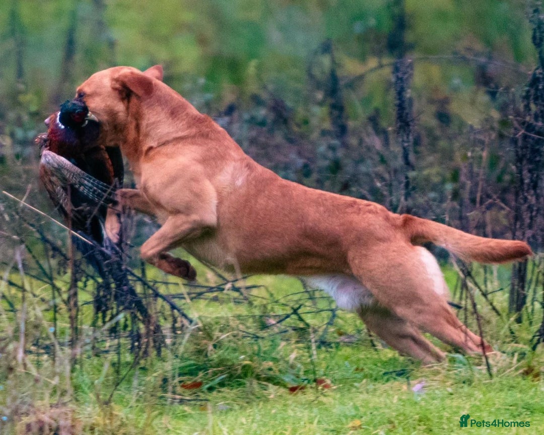 Labrador Retriever dogs for sale: Fox red Labrador Boy  - Advert 11