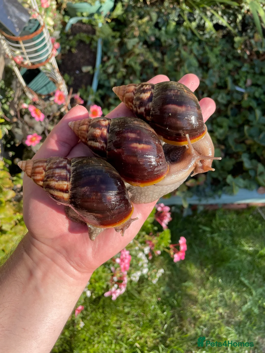 Snails invertebrates for sale: Giant African Snails for sale! - Advert 1