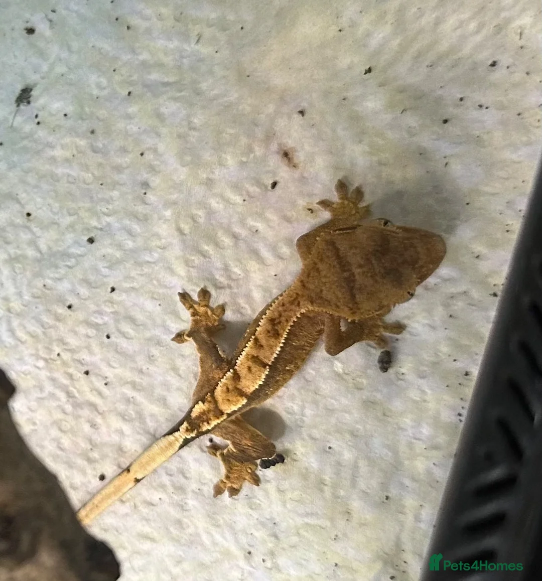 Gecko reptiles for sale: Baby Crested Geckos   - Advert 2
