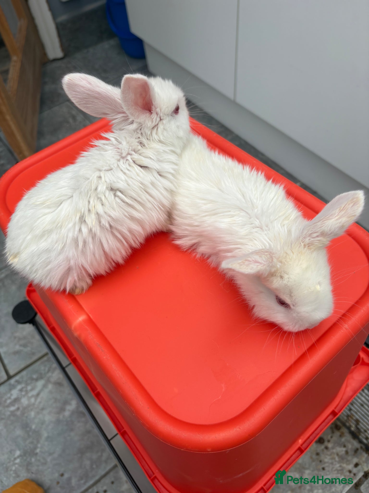 Dwarf Lop rabbits Bunnies looking for forever homes ❤️ - Advert 4