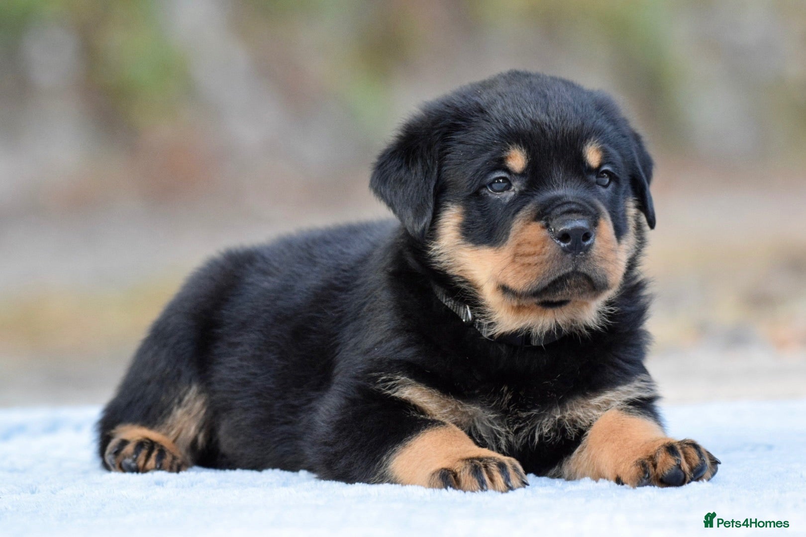 Rottweiler dogs Phenomenal old fashioned, health tested parents - Advert 2