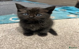 British Shorthair cats for sale: British short hair - Image 6