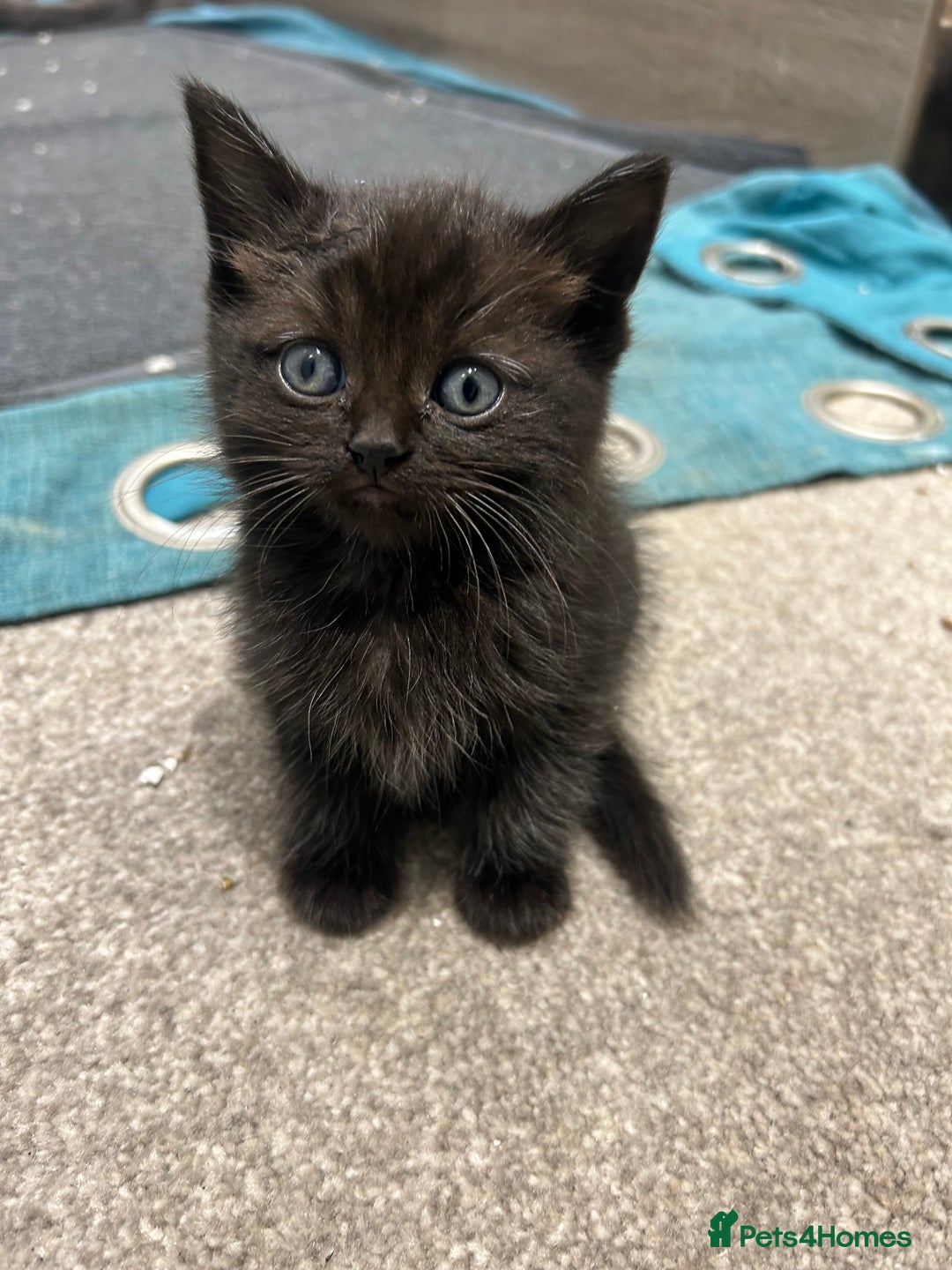 British Shorthair cats for sale: British short hair - Image 6