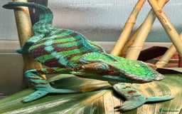 Chameleon reptiles for sale: Ambanja panther chameleon PURPLE  - Image 6