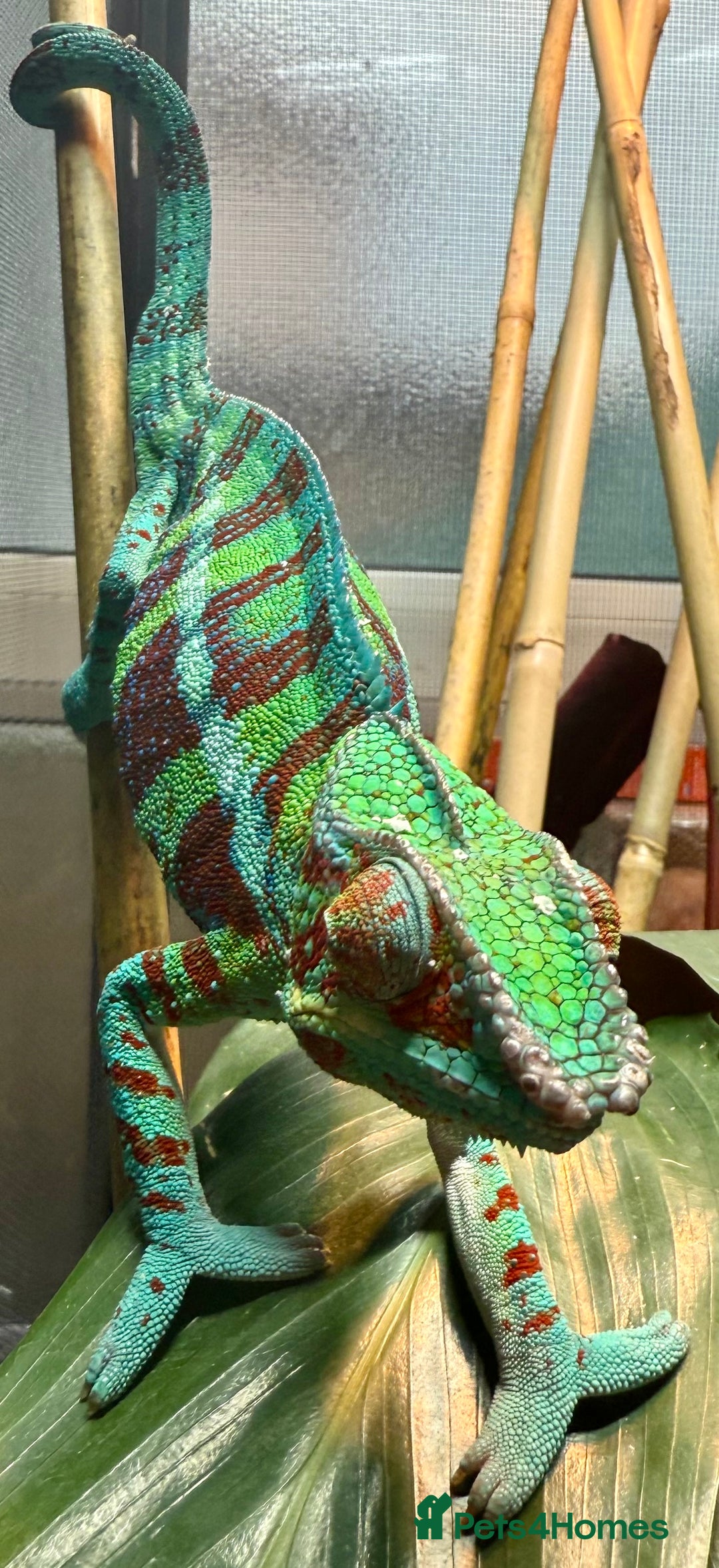Chameleon reptiles for sale: Ambanja panther chameleon PURPLE  - Image 6