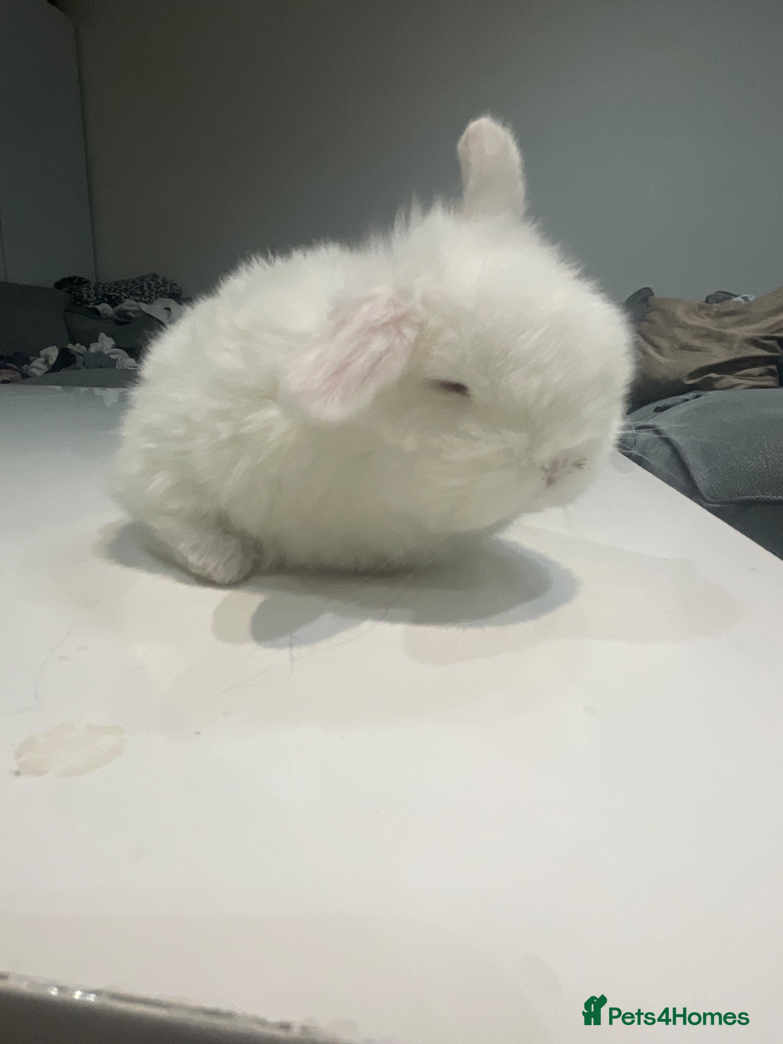 Mini Lop rabbits Mini lop X Doublemane lionhead - Advert 9