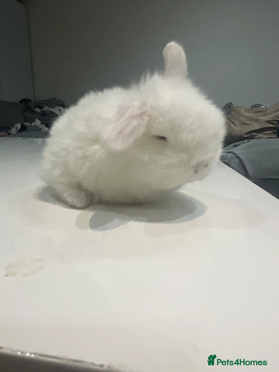 Mini Lop rabbits for sale: Mini lop X Doublemane lionhead - Advert 1