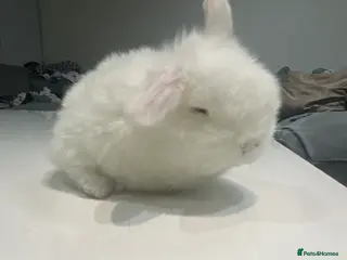 Mini Lop rabbits Mini lop X Doublemane lionhead - Advert 9