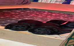 Labrador Retriever dogs for sale: Labrador puppies - Image 3