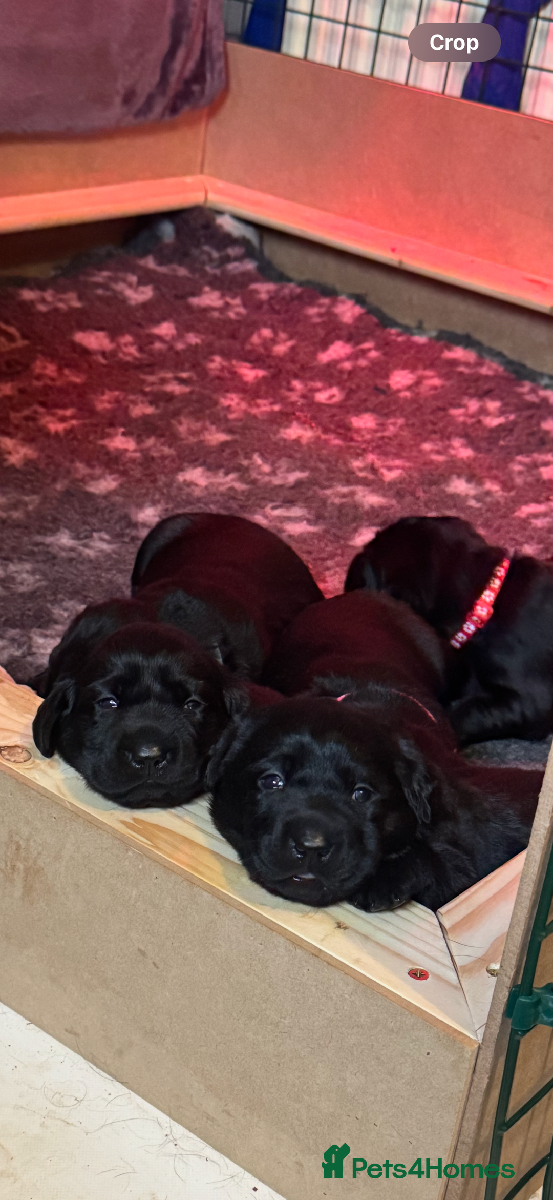 Labrador Retriever dogs for sale: Labrador puppies - Image 3