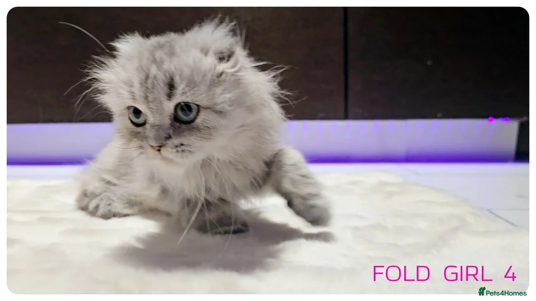 Scottish Fold cats for sale: Scottish Fold Kittens  - Advert 12