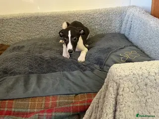 Whippet dogs Whippet - Advert 2