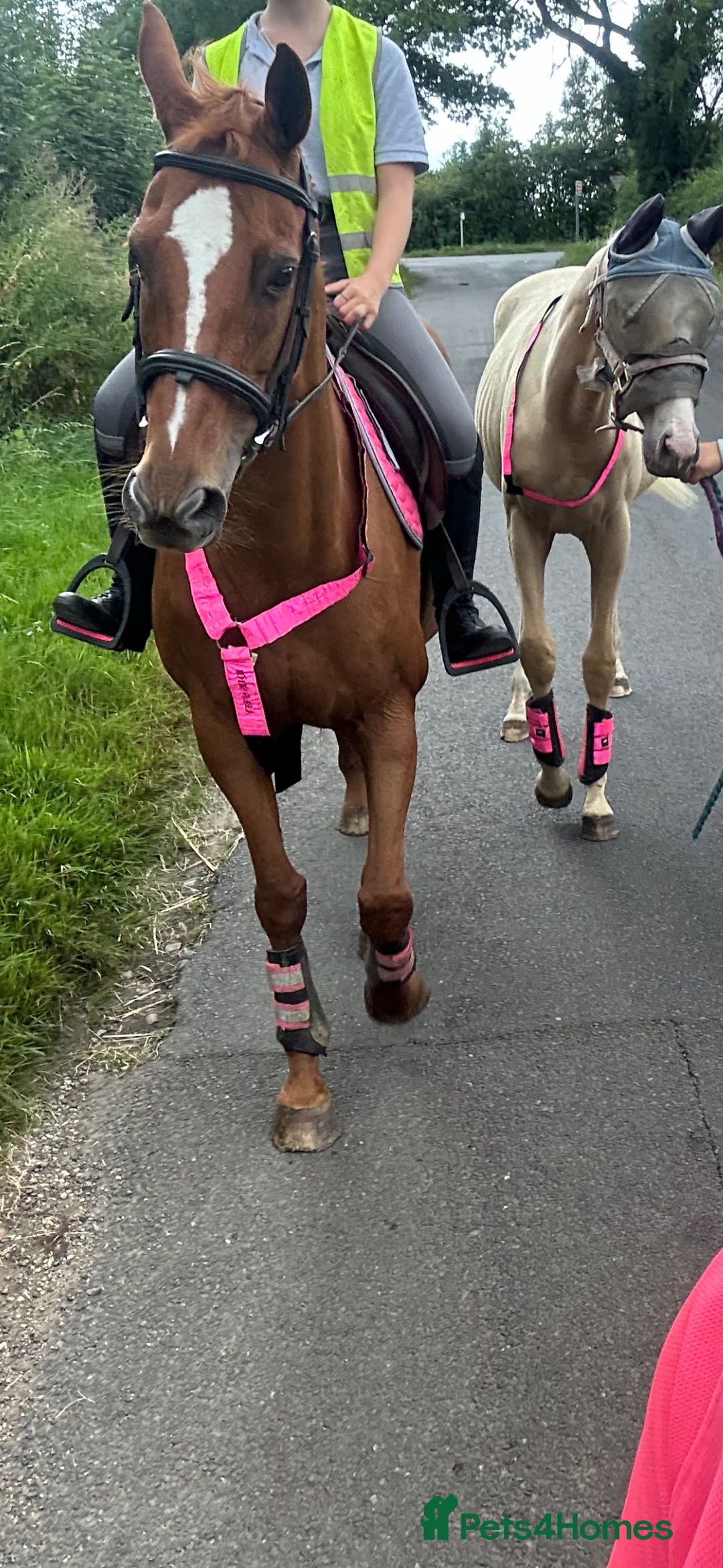 English Thoroughbred horses for sale: Sadly for sale  - Advert 4