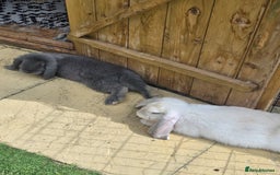 French Lop rabbits for sale: Giant french lop Buck - Image 2