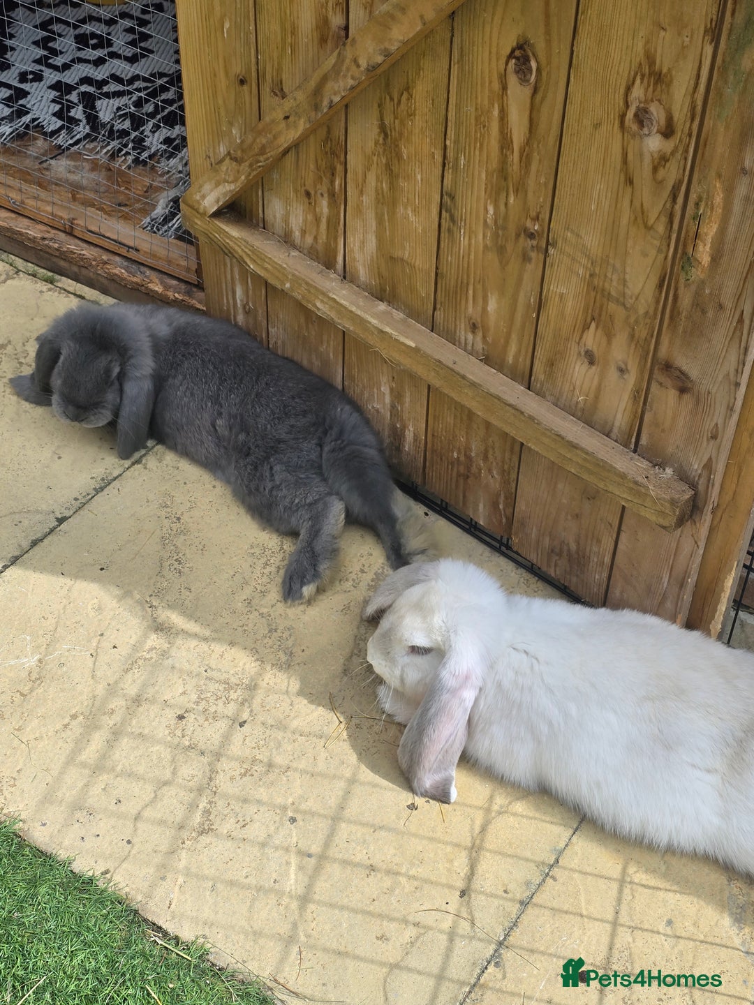 French Lop rabbits for sale: Giant french lop Buck - Image 2