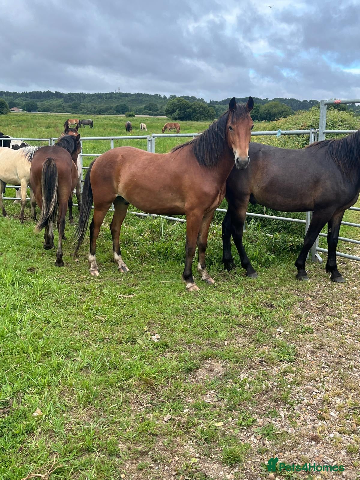 New Forest horses Registered gelding already 14hh - Advert 1