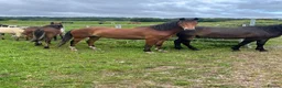 New Forest horses for sale: Registered gelding already 14hh - Advert 1