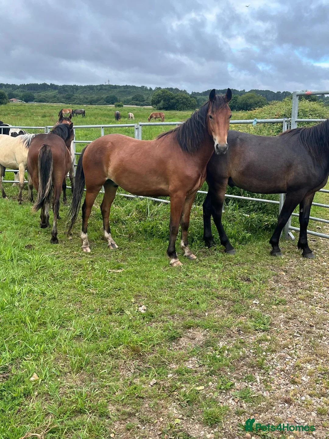 New Forest horses for sale: Registered gelding already 14hh - Advert 1