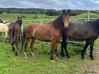 New Forest horses Registered gelding already 14hh - Advert 21