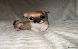 Chihuahua dogs for sale: Chihuahua puppies girls and boys - Image 2