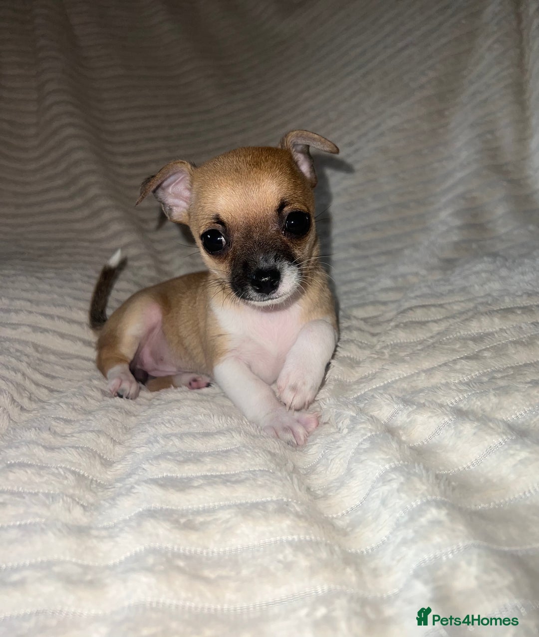 Chihuahua dogs for sale: Chihuahua puppies girls and boys - Image 2