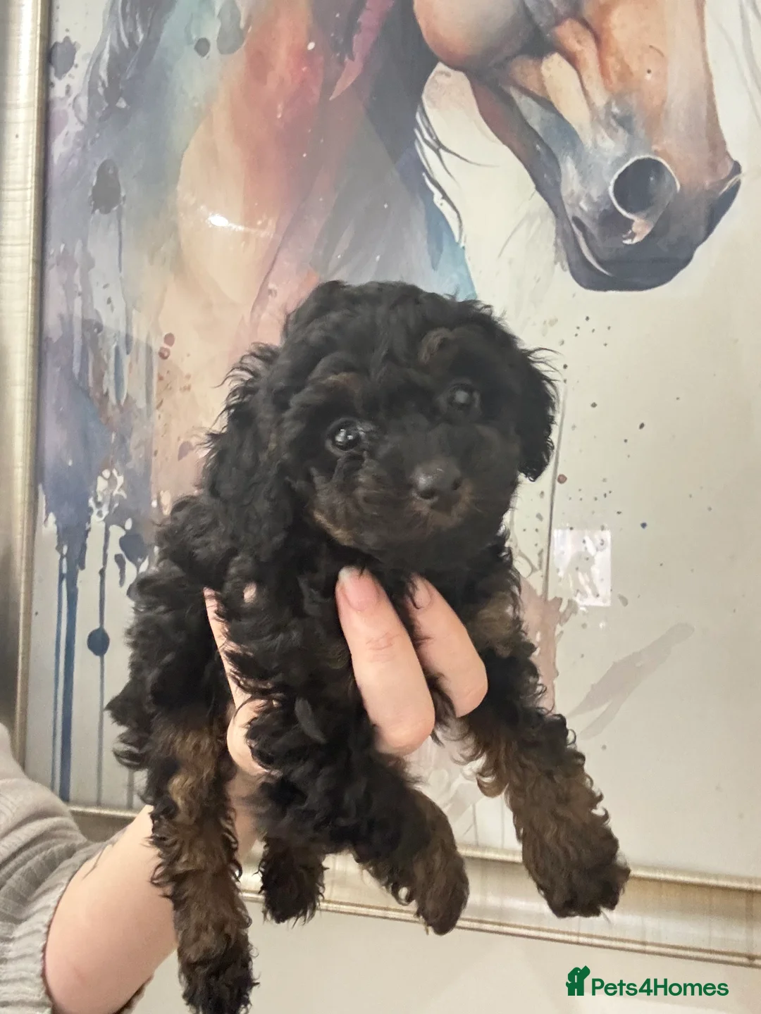 Cavapoo dogs for sale:  ** /TOY MULTI GEN CAVAPOO BOY - Advert 8
