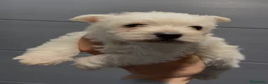 West Highland Terrier Puppy 1