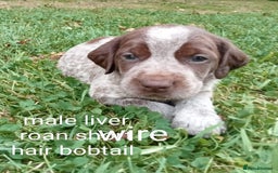 Mixed Breed dogs for sale: Fen Spaniels -Korthols x Eng Springer Spaniel  - Image 7