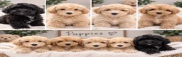 Shihpoo dogs for sale: REDUSEC Two left- SHIHPOO × TOY POODLE PUPPIES - Advert 1