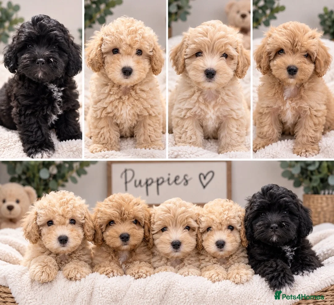 Shihpoo dogs for sale: REDUSEC Two left- SHIHPOO × TOY POODLE PUPPIES - Advert 1