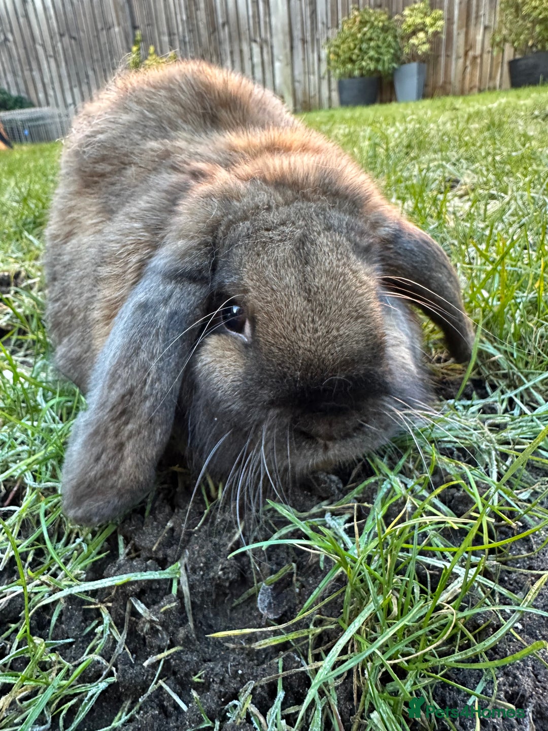 French Lop rabbits for sale: French Lop Male Rabbits For Sale  - Advert 4