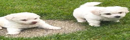 Bichon Frise dogs for sale: Bichon Frisé PuppiesSmall Size,Beautiful Character in Birmingham - Advert 3