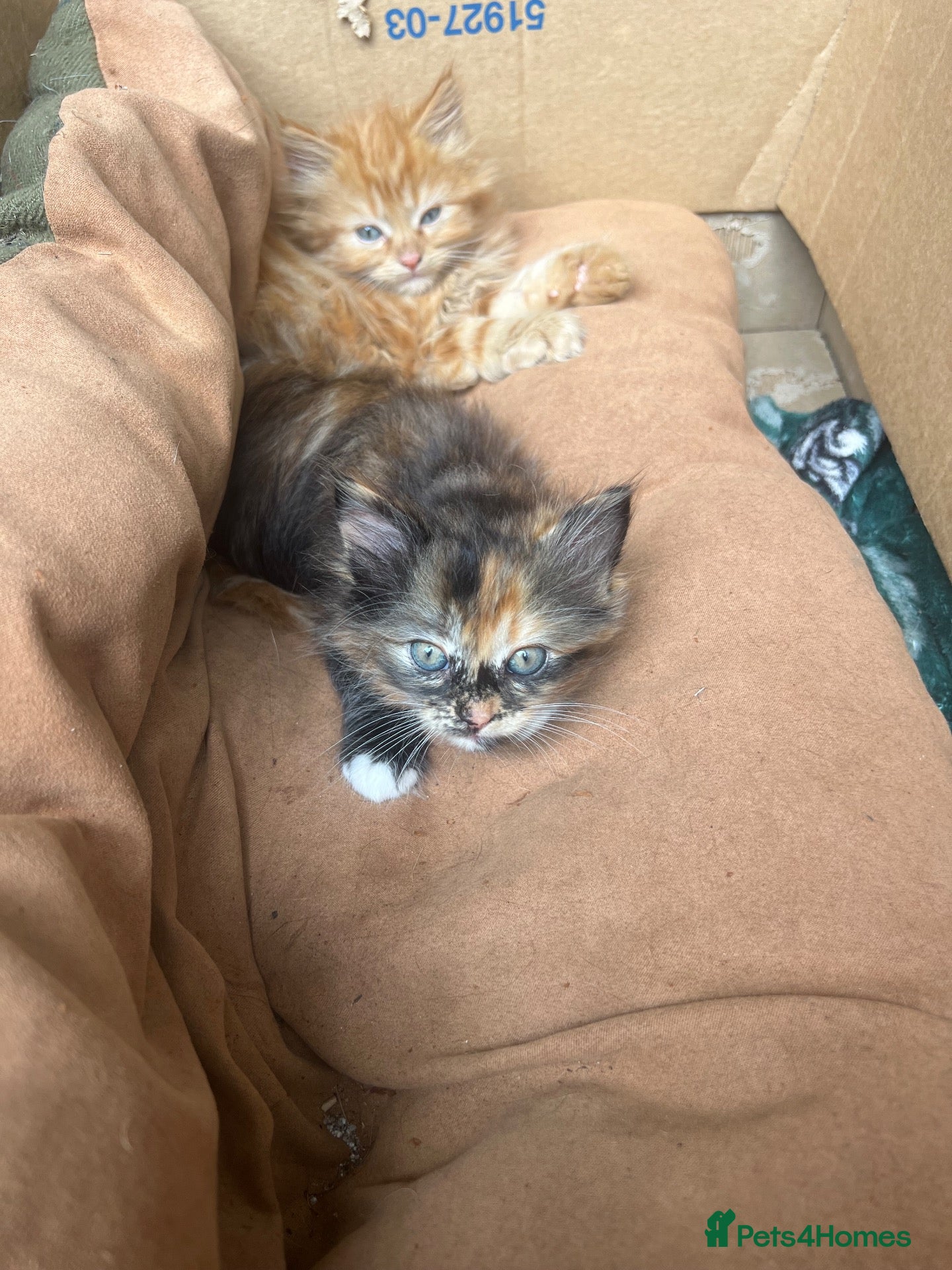 Mixed Breed cats Mixed Exotic Kittens - Advert 6