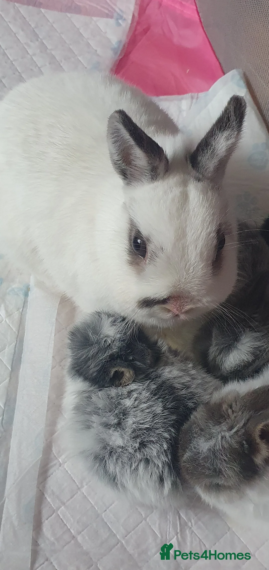 Netherland Dwarf rabbits for sale: 4 Beautiful Netherland Dwarf Buns in Pinner - Advert 2