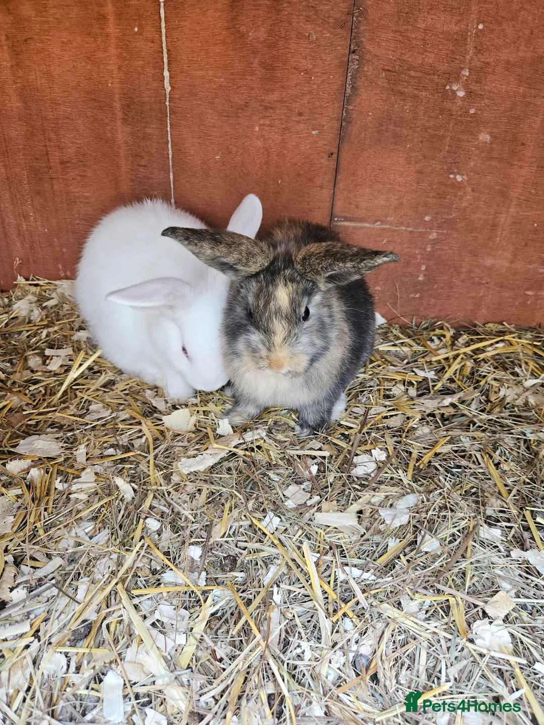 Mini Lop rabbits for sale: Mini lops  - Advert 1