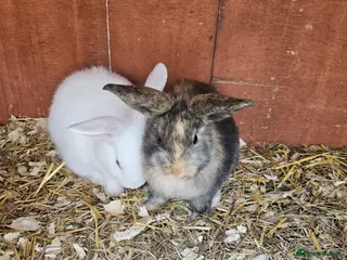 Mini Lop rabbits Mini lops - Advert 17