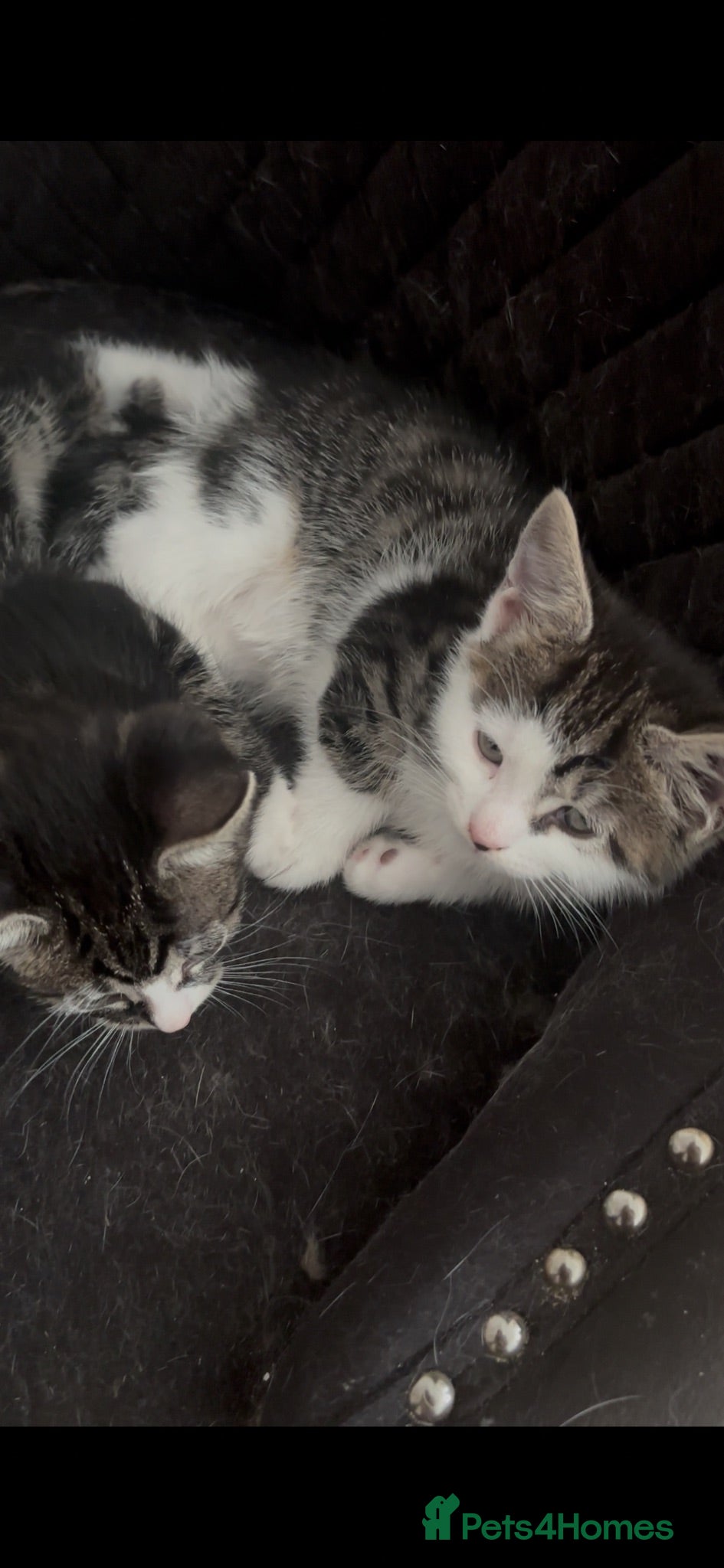 British Shorthair cats Two Adorable Kittens Ready for New Homes! - Advert 2